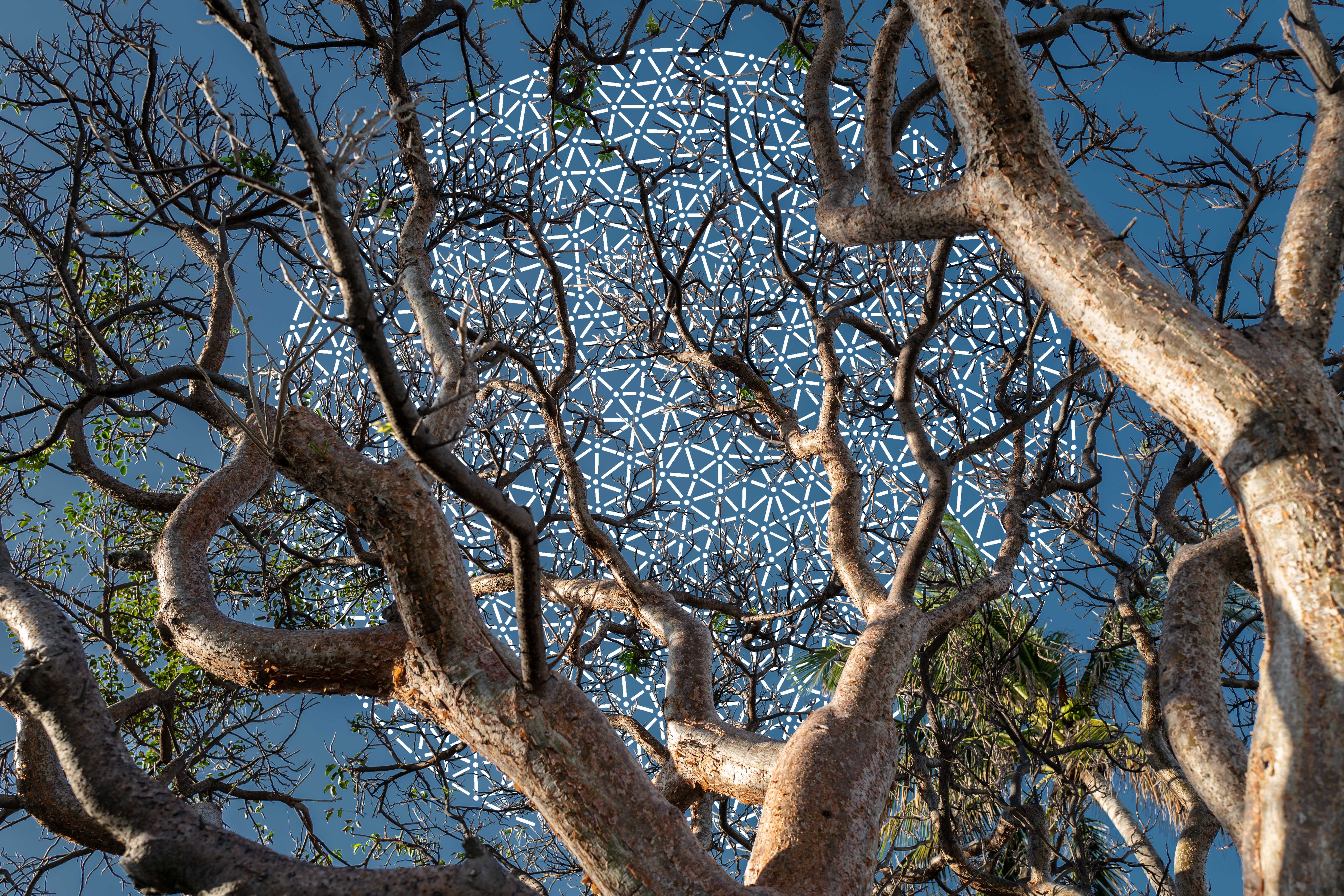 Tree branches against a blue sky, with a large circle of white dots and lines woven into the open sky.